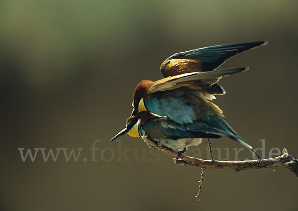 Bienenfresser (Merops apiaster)