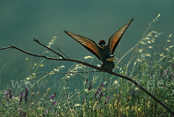 Bienenfresser (Merops apiaster)