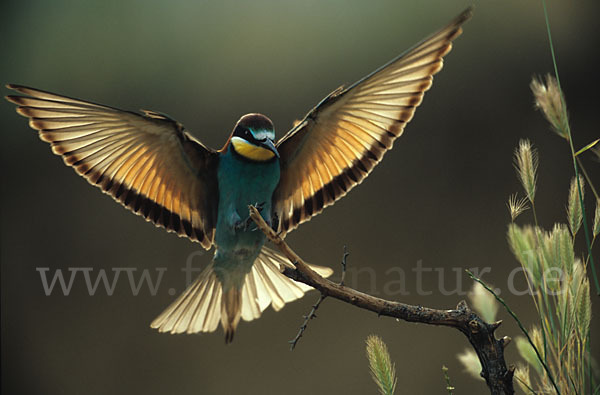 Bienenfresser (Merops apiaster)