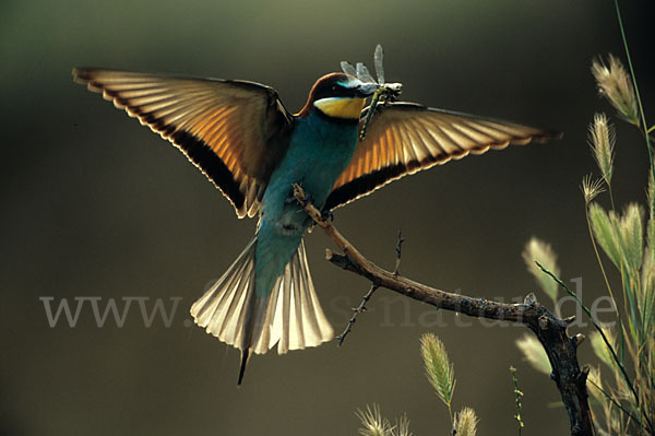 Bienenfresser (Merops apiaster)