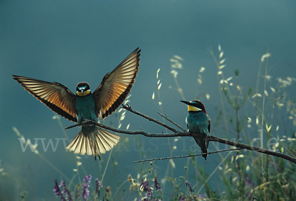 Bienenfresser (Merops apiaster)