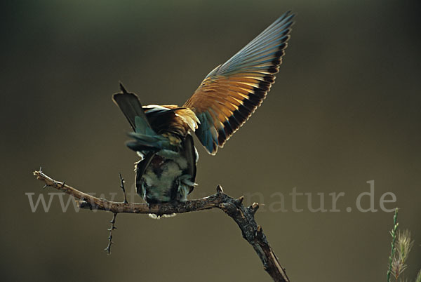 Bienenfresser (Merops apiaster)