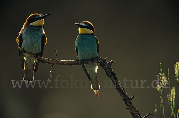 Bienenfresser (Merops apiaster)