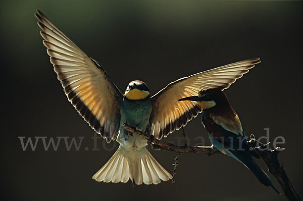 Bienenfresser (Merops apiaster)