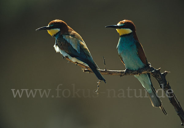 Bienenfresser (Merops apiaster)