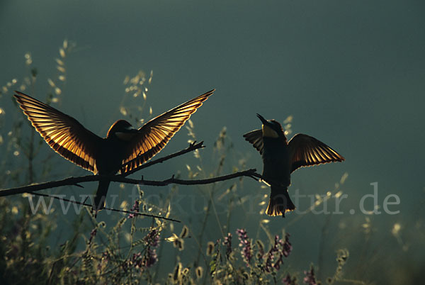 Bienenfresser (Merops apiaster)