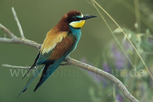 Bienenfresser (Merops apiaster)