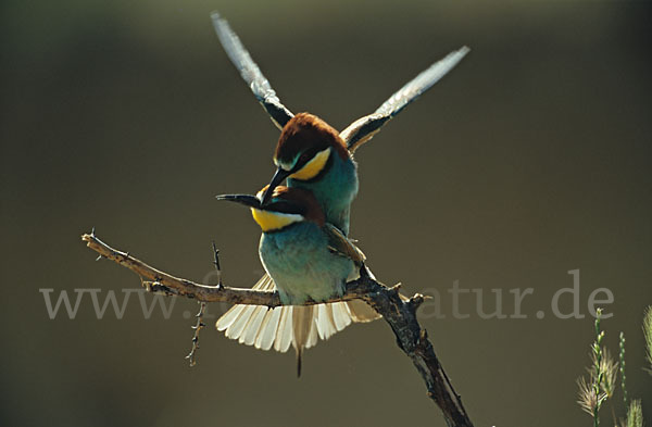 Bienenfresser (Merops apiaster)