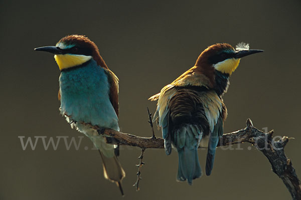 Bienenfresser (Merops apiaster)