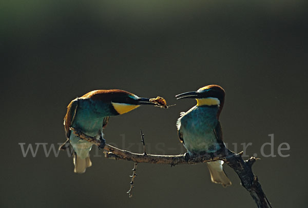 Bienenfresser (Merops apiaster)