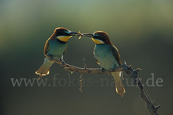 Bienenfresser (Merops apiaster)