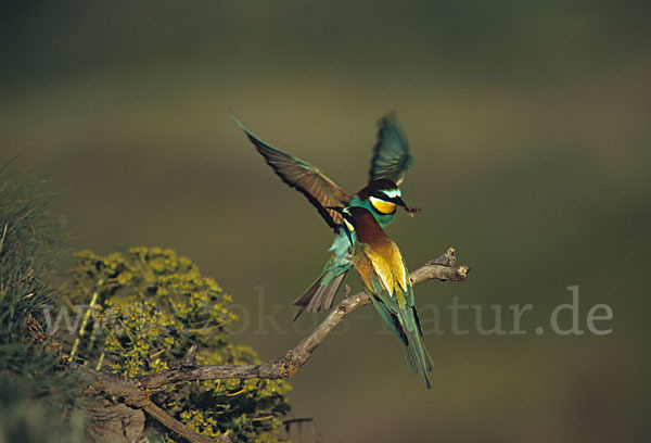 Bienenfresser (Merops apiaster)