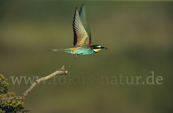 Bienenfresser (Merops apiaster)