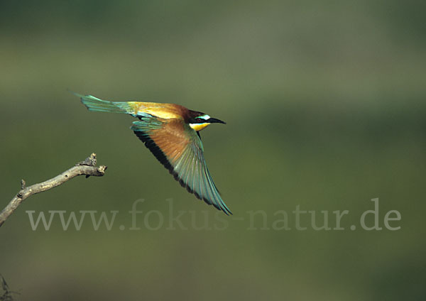 Bienenfresser (Merops apiaster)