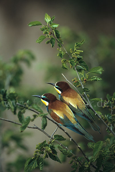 Bienenfresser (Merops apiaster)