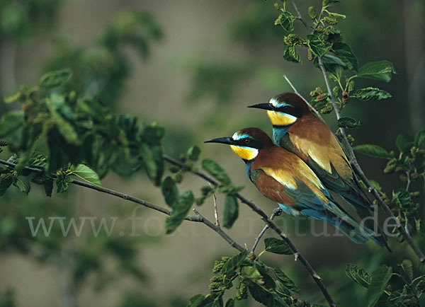 Bienenfresser (Merops apiaster)