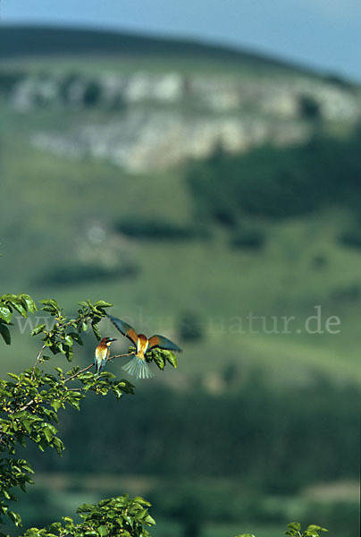 Bienenfresser (Merops apiaster)