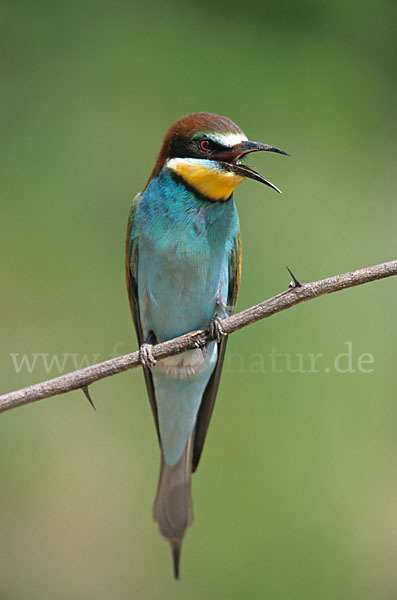 Bienenfresser (Merops apiaster)