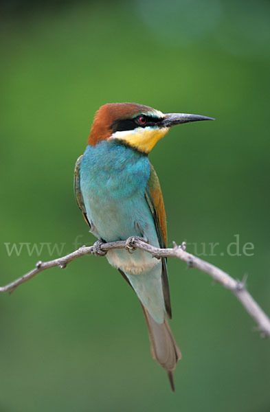 Bienenfresser (Merops apiaster)