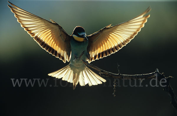 Bienenfresser (Merops apiaster)