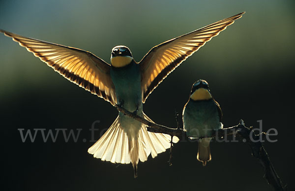 Bienenfresser (Merops apiaster)