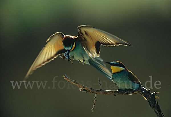 Bienenfresser (Merops apiaster)