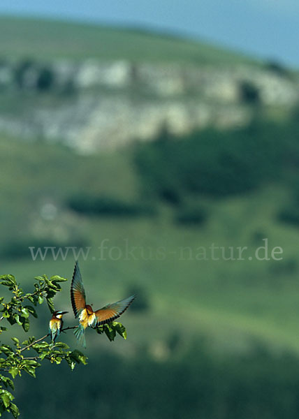 Bienenfresser (Merops apiaster)