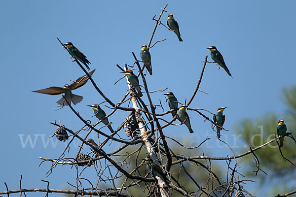 Bienenfresser (Merops apiaster)