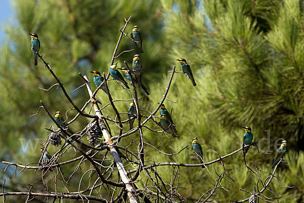 Bienenfresser (Merops apiaster)