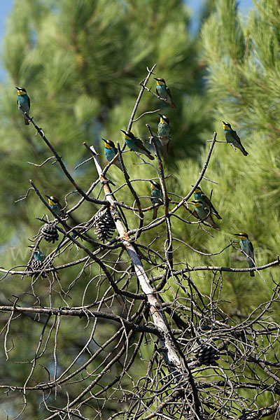 Bienenfresser (Merops apiaster)