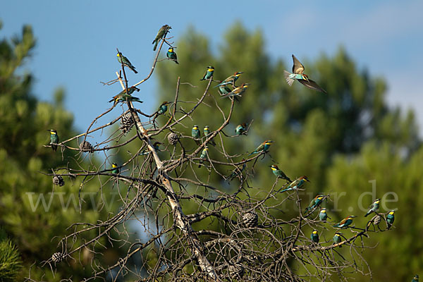 Bienenfresser (Merops apiaster)