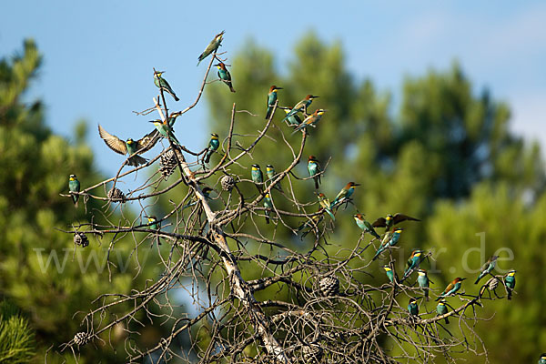 Bienenfresser (Merops apiaster)