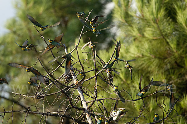 Bienenfresser (Merops apiaster)