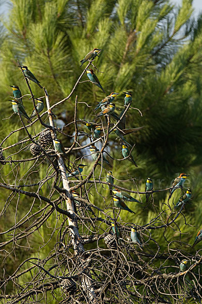 Bienenfresser (Merops apiaster)