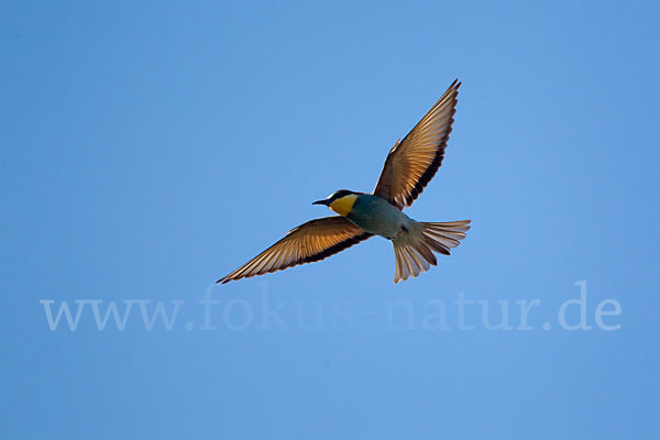 Bienenfresser (Merops apiaster)