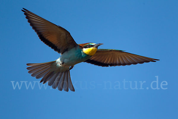 Bienenfresser (Merops apiaster)