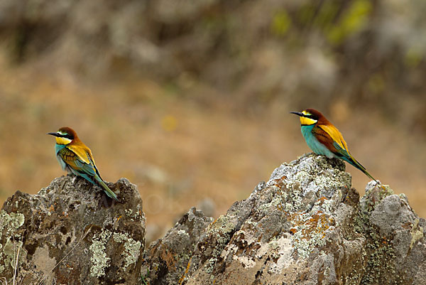 Bienenfresser (Merops apiaster)