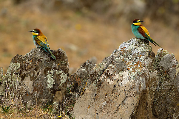 Bienenfresser (Merops apiaster)