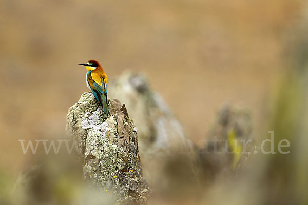 Bienenfresser (Merops apiaster)