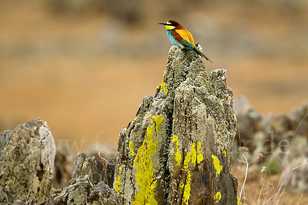 Bienenfresser (Merops apiaster)