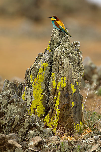 Bienenfresser (Merops apiaster)