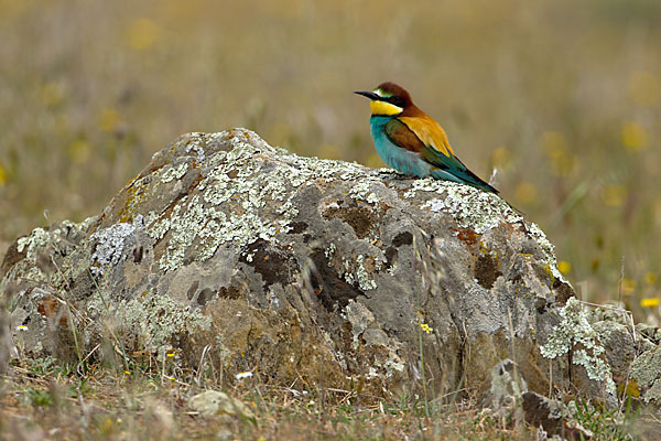 Bienenfresser (Merops apiaster)