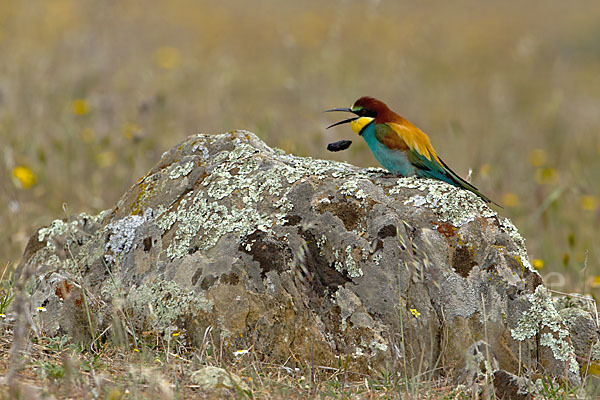 Bienenfresser (Merops apiaster)