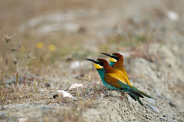 Bienenfresser (Merops apiaster)