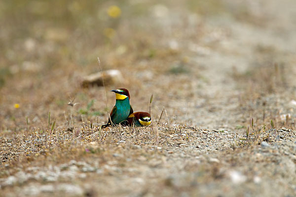 Bienenfresser (Merops apiaster)