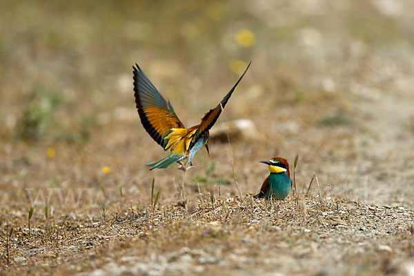 Bienenfresser (Merops apiaster)