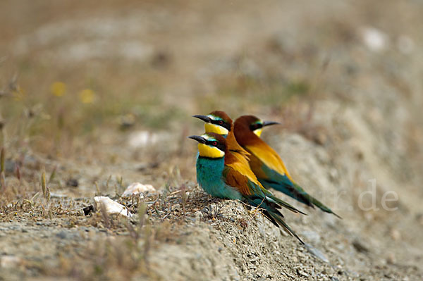 Bienenfresser (Merops apiaster)