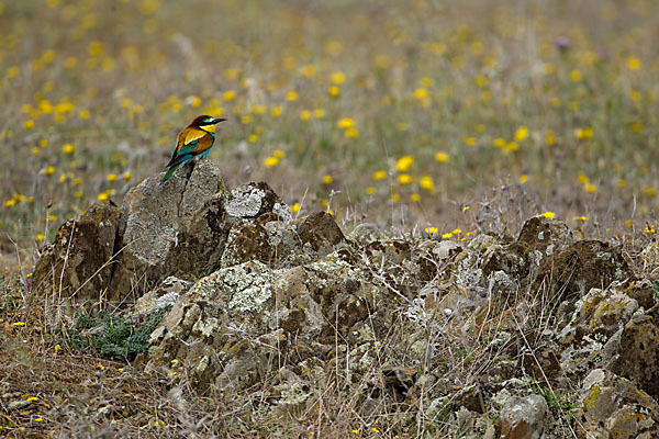 Bienenfresser (Merops apiaster)