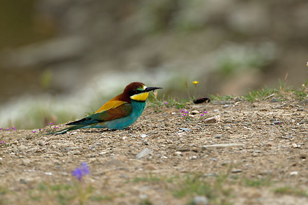 Bienenfresser (Merops apiaster)