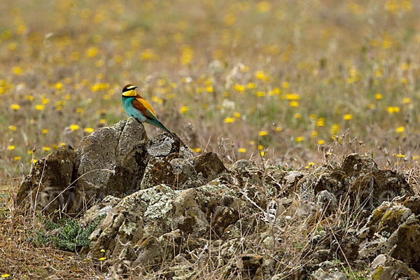 Bienenfresser (Merops apiaster)